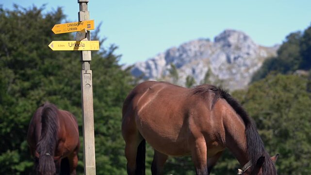 Wild Pottoka horses grazing near limestone ridges of Mount Anboto in Urkiola Natural Park, Basque Country, Spain