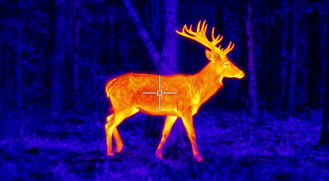 A thermal infrared view of a male deer with large antlers walking through a dark forest, targeted by a white crosshair.