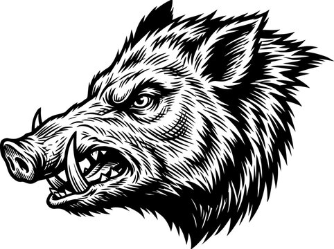 Aggressive wild boar head vector illustration featuring detailed black and white engraving style for mascot design and sports emblem branding