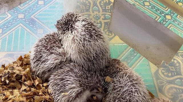 Tiny hedgehogs nap on soft wood shavings. One curls close, another curls away, still. Their spines, soft and white, offer warmth and security. Gentle creatures seek comfort, safety in their tiny world
