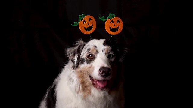 Australian Shepherd wearing a funny Halloween headband with pumpkins costume black background footage