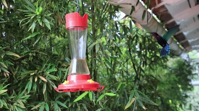 Purple-throated carib hummingbird (Eulampis jugularis) flying hovering in slow motion, drinking sugar water, with its vibrant plumage visible against a lush green bamboo background in Martinique