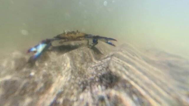 Blue crab (Callinectes sapidus) on seabed, showing its characteristic blue claws in murky waters of Martinique's natural reserve, embodying marine life and biodiversity in French Antilles, Caribbean.