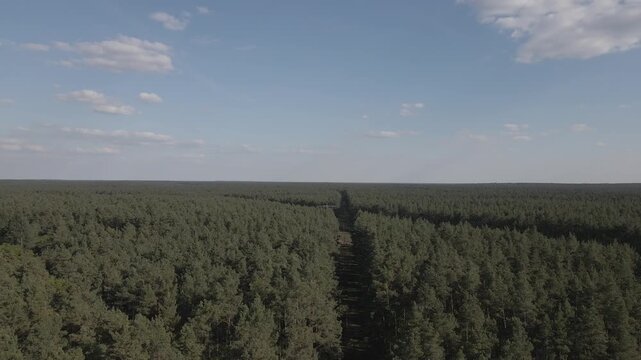 Aerial drone shot gliding over a vast, dense pine forest canopy with a clear high-voltage power line corridor in the scenic Lychen region, Uckermark, Brandenburg, Germany, under a bright blue sky