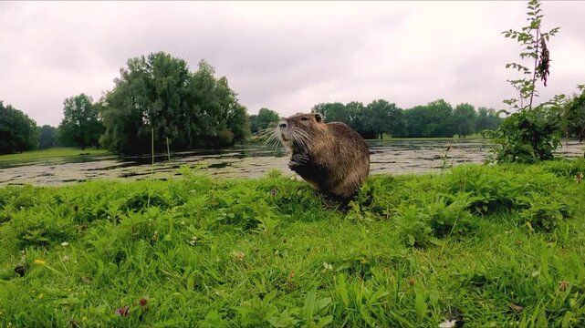 Slow Motion Nutria Grooming and Cleaning Teeth by Lake Shore in Bonn Germany