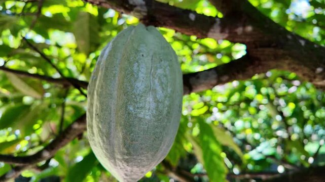 Cacao pod growing on a branch in a tropical Martinique plantation, unripened green fruit among leaves, sunlight bokeh highlighting chocolate crop development and farming detail
