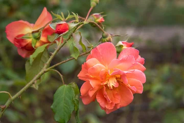 Westerland Shrub Rose © Elena Odareeva