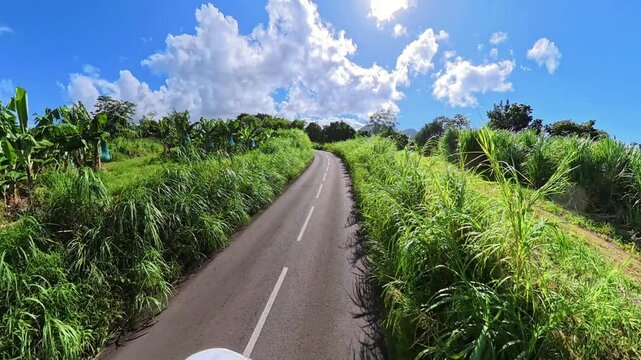 Winding road traversing a vibrant banana grove and sugar cane fields on a sunny day under a bright blue sky, highlighting the tropical landscape and agricultural beauty of the Caribbean island