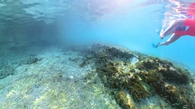 At Pointe du Bout beach in Martinique, French Antilles, France's Caribbean, a woman explores the sandy bottom and aquatic vegetation while swimming close to the surface in crystal-clear tropical water