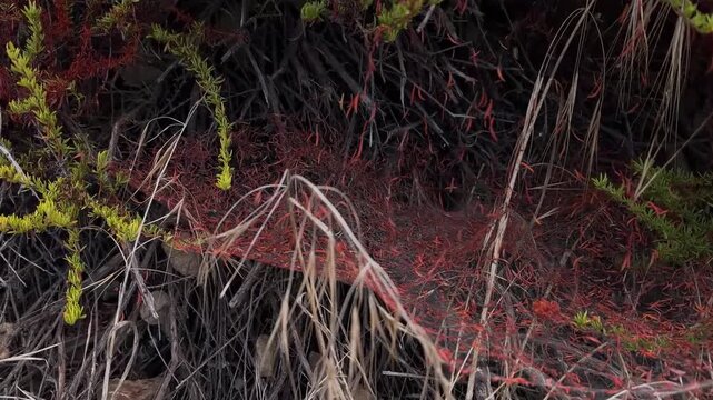 Close up of a dense mat of red orange dodder threads, a parasitic plant, spreading through dry grass and green shrubs in the hills of Woodland Hills, California, in soft shade.