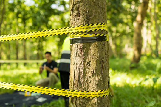 Yellow caution tape wraps around a tree in a sunny park, with blurred people and wooded greenery in the background, suggesting a restricted area or outdoor investigation.