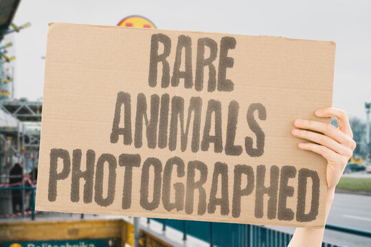 "Rare animals photographed" Cameras capture elusive creatures that people long to see. ANIMALS. RARE. PHOTOGRAPHED. WILDLIFE. CAMERAS.