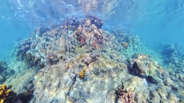 Woman in a pink bikini and blue fins snorkeling underwater in Martinique, exploring vibrant coral formations and marine life in the clear blue waters of anse Figuier beach of the Caribbean of France