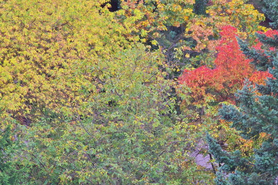 multicolored leaves on the trees in the park, autumn views