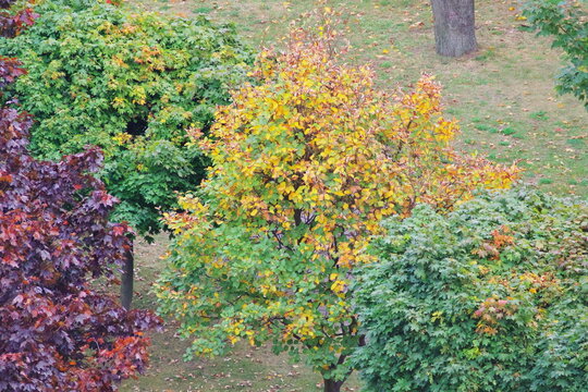 multicolored leaves on the trees in the park, autumn views