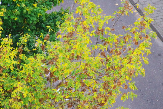 multicolored leaves on the trees in the park, autumn views