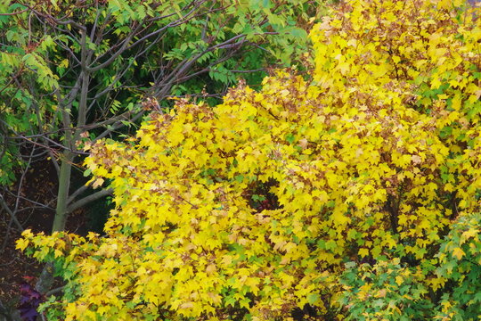 multicolored leaves on the trees in the park, autumn views