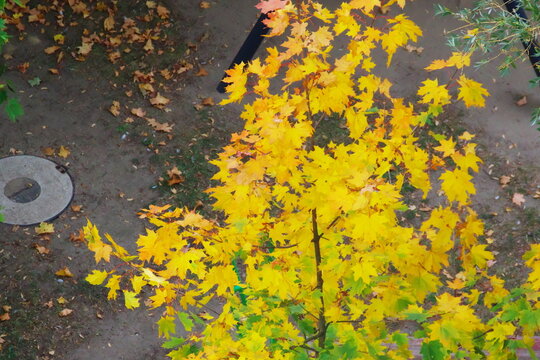 multicolored leaves on the trees in the park, autumn views
