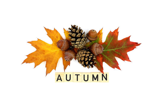 Autumn leaves, acorns and pine cones isolated on white background. The word 'Autumn' on wooden blocks.