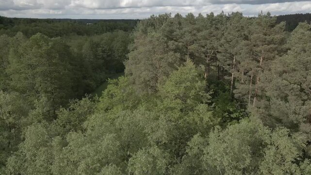Aerial drone shot flying over dense green tree canopy revealing scenic lake in the countryside near Lychen and Himmelpfort, Uckermark region, Brandenburg, Germany, under a cloudy summer sky