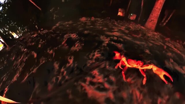 The red land crabs at night, Martinique, French Antilles in caribbean, in Plage des Salines beach. Touloulou crab, geocarcinus species