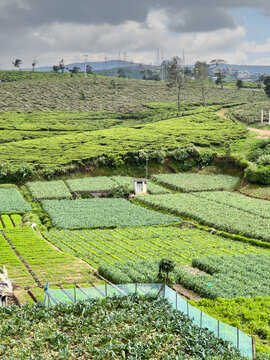 lush green tea plantation and vegetable fields on hillside, agricultural crops growing in rows wide landscape view, sustainable farming and rural agriculture