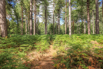Fototapeta premium Woodland Path In Symondshyde Great Wood - IMG_4891