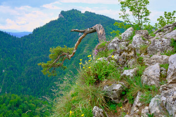 Breathtaking panoramic view from Trzy Korony peak in Pieniny mountains with an old crooked pine tree clinging to a rocky cliff edge overlooking lush green forest valleys below © Kamil