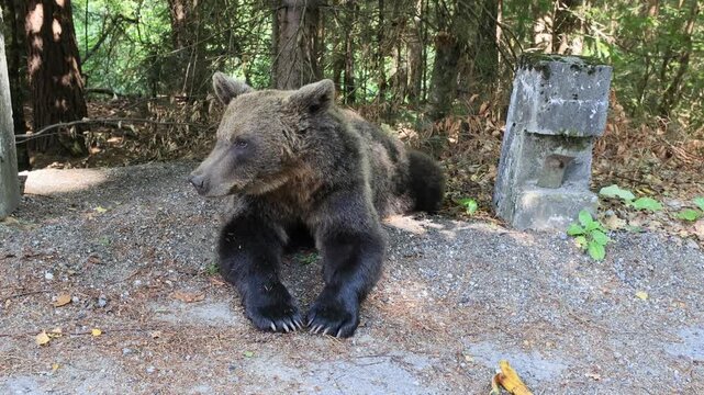 Carpathian brown bear sitting by the asphalt road on the Transfagarasan, showing wildlife in its natural habitat in Romania, Transylvania,, representing nature and wild animal encounters