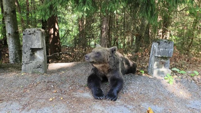 Carpathian brown bear sitting by the roadside Transfagarasan road, gazing toward dense pine forest in Transylvania, Romania, symbolizing wild wilderness, habitat and summertime mountain nature