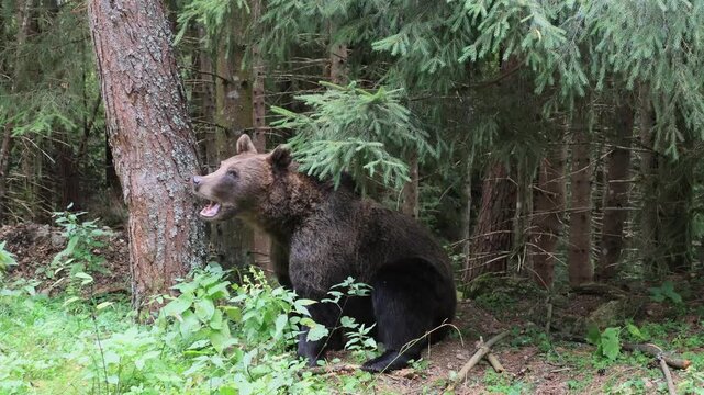 Brown bear walking through a lush green forest clearing on the Transfagarasan in Romania, Transylvania, foraging in its natural Carpathian mountain habitat during a summer day