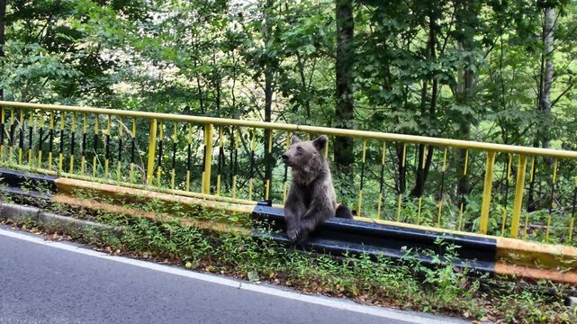 Carpathian brown bear sits on a yellow and black roadside Transfagarasan road, looking into the distance with green forest vegetation in the background in Transylvania, Romania