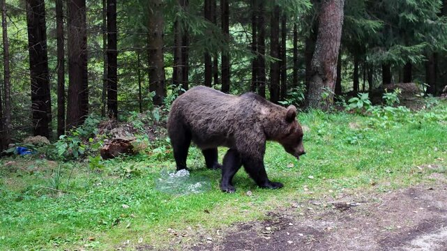 Brown bear walking through a lush green forest clearing on the Transfagarasan in Romania, Transylvania, foraging in its natural Carpathian mountain habitat during a summer day