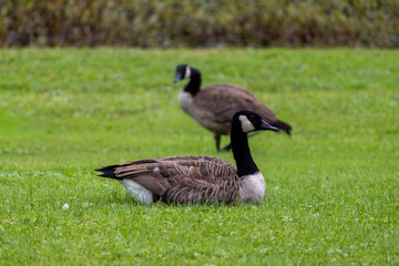Wild geese at Otsiningo Park in Binghamton, New York  © Márcia C.