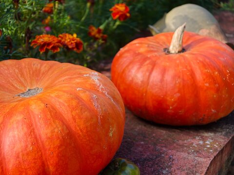 A horizontal close up shot showcasing two large ripe orange pumpkins resting on a rustic wooden deck in a backyard.