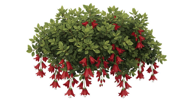 Lush green bush with hanging red bell shaped flowers isolated on a black background