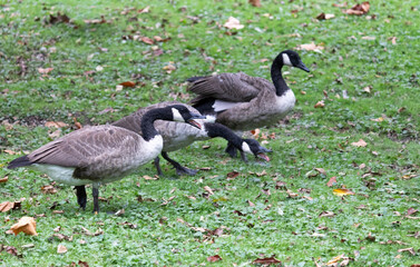 Wild geese at Otsiningo Park in Binghamton, New York © Márcia C.