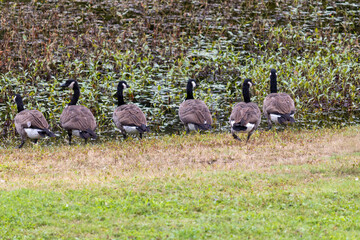 Wild geese at Otsiningo Park in Binghamton, New York  © Márcia C.