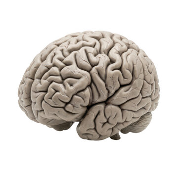 Anatomical model of human brain isolated on transparent background