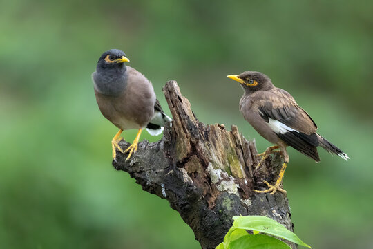 Common myna Bird