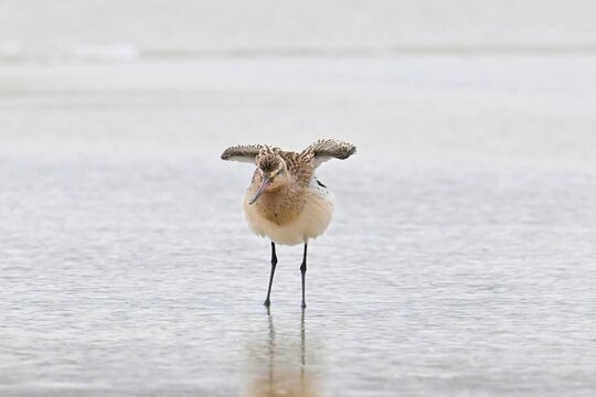 Wading bird in the rain at low tide , Bar-tailed Godwit , Limosa lapponica