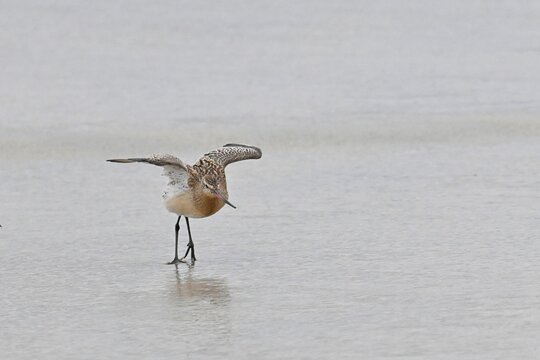 Wading bird in the rain at low tide , Bar-tailed Godwit , Limosa lapponica