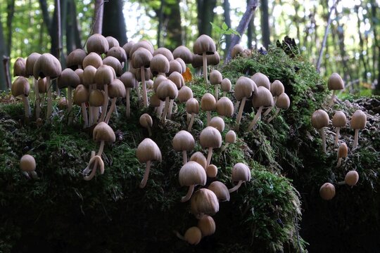 Big group of Coprinellus micaceus mushroom (common names mica cap, shiny cap, and glistening inky cap). It is edible mushroom.