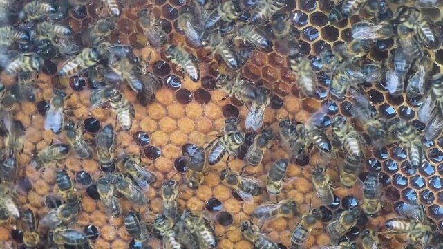 Сlose up of honey bees crawling on comb with bee pollen bread and fresh honey inside observation glass hive.