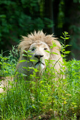 Löwe © laune_baer