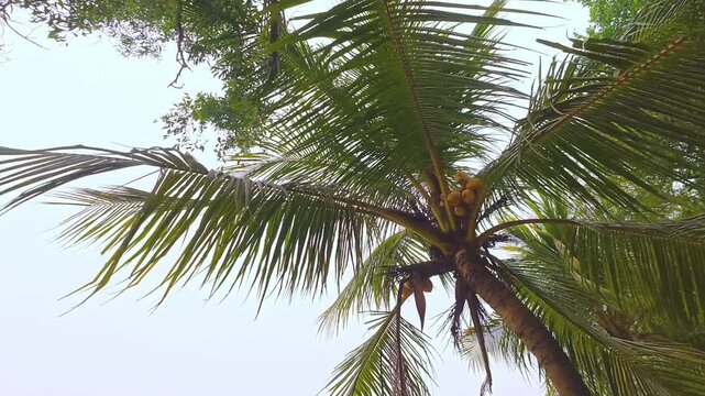 Low angle view of coconut palm tree with yellow fruits against bright sky