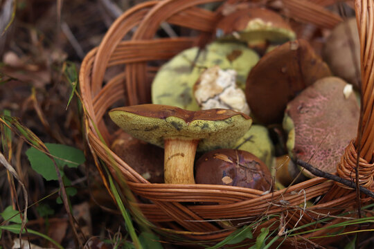 Fresh forest mushrooms in a wicker basket. Traditional wicker basket, completely filled with freshly picked forest mushrooms, stands on the ground among dry oak leaves. Mushroom season. Quiet hunting