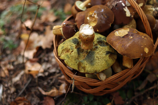 Wicker basket with forest mushrooms on autumn leaves. Autumn harvest of mushrooms in a basket, concept of quiet hunting. Full basket of mushrooms in the forest. Harvest and unity with nature