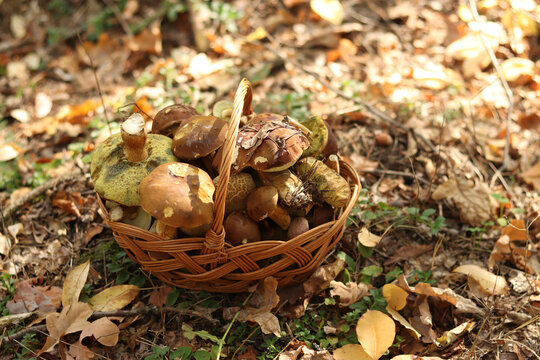 Wicker basket with forest mushrooms on autumn leaves. Autumn harvest of mushrooms in a basket, concept of quiet hunting. Full basket of mushrooms in the forest. Harvest and unity with nature