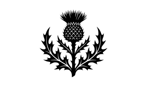 Black and white silhouette illustration of a scottish thistle flower isolated on a white background